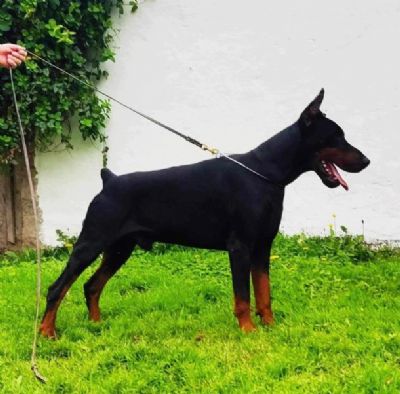 Doberman VRHUNSKI tenci